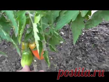 Вкусный Огород