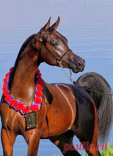 Не понял.. Повторите!