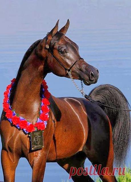 Не понял.. Повторите!