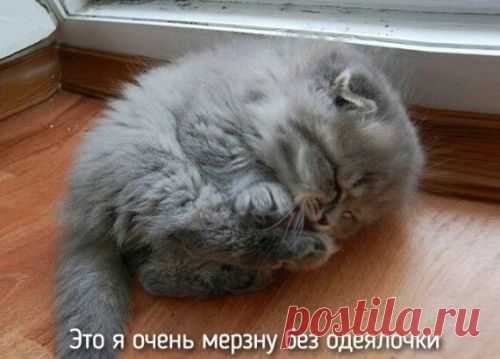 котики Поиск