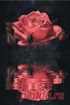 valentine flower reflection effects wallpaper - Google Search