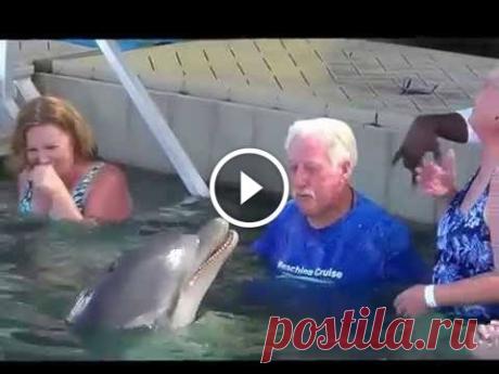 Dolphin Encounter