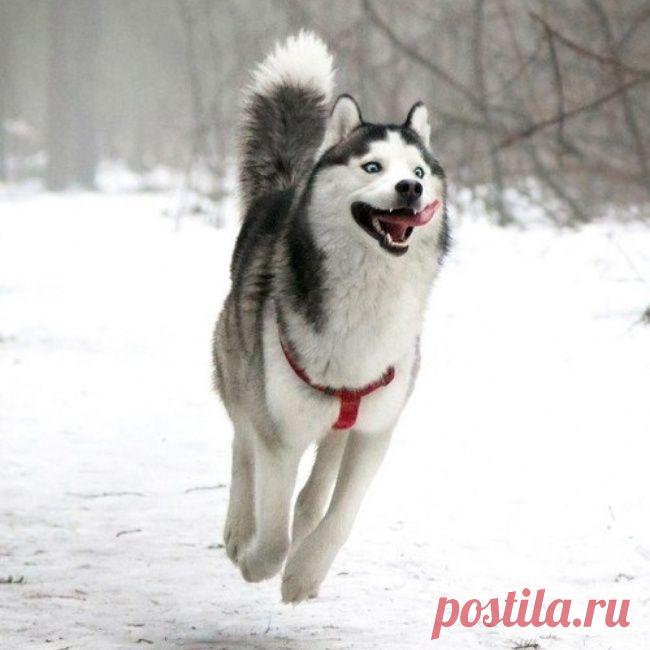 Пост мудрости хаски