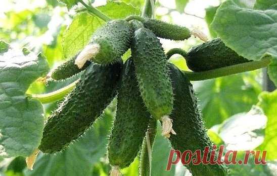 КАК ПОЛУЧАТЬ 20-25 РАННИХ ОГУРЦОВ С КУСТА! 
Увеличение корневой системы огурцов.
Существует еще весьма эффективный метод выращивания раннего урожая огурцов - в среднем по 20-25 шт. с каждого куста. Урожай при использовании этого метода в несколько раз выше обычного.
Для этого сухие семена огурцов высевают в ящики, на дно насыпают песка - для фильтрации, сверху добавляют почвосмесь (50% огородной земли и 50% перегноя). Наполнять ящички следует до половины их высоты на 3-4 см. Семена высаживают