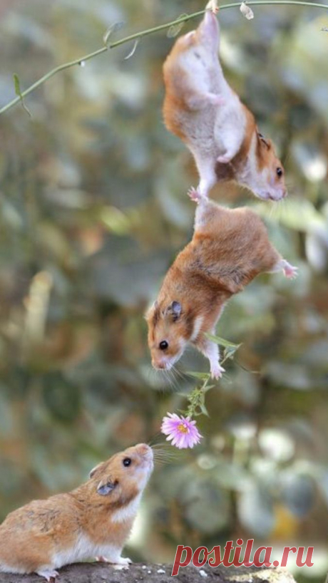Pin by Lexi Wright on Quick Saves in 2025 | Cute animals, Animals friendship, Cute baby animals