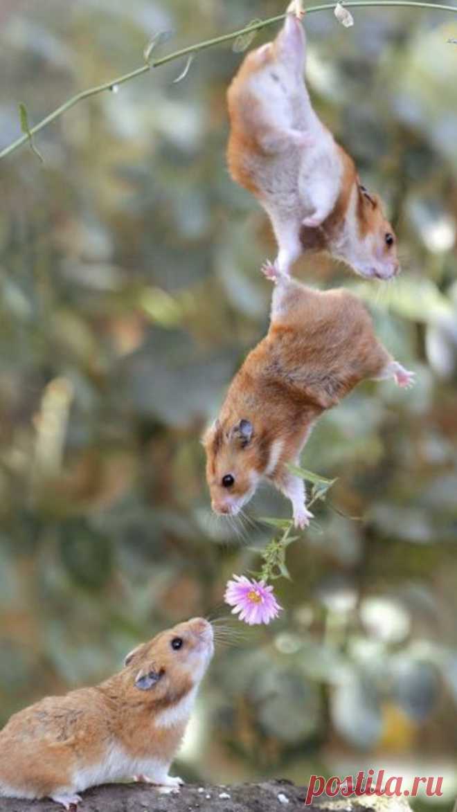 Pin by Lexi Wright on Quick Saves in 2025 | Cute animals, Animals friendship, Cute baby animals