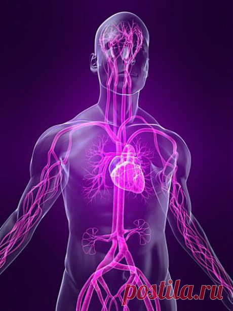 Важные в танатологическом отношении данные по анатомии и физиологии сосудистой системы