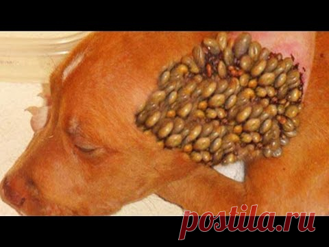▽ Самые страшные паразиты