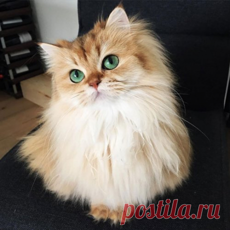 Самый пушистый сердцеед в Instagram