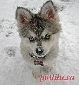 (36) Одноклассники