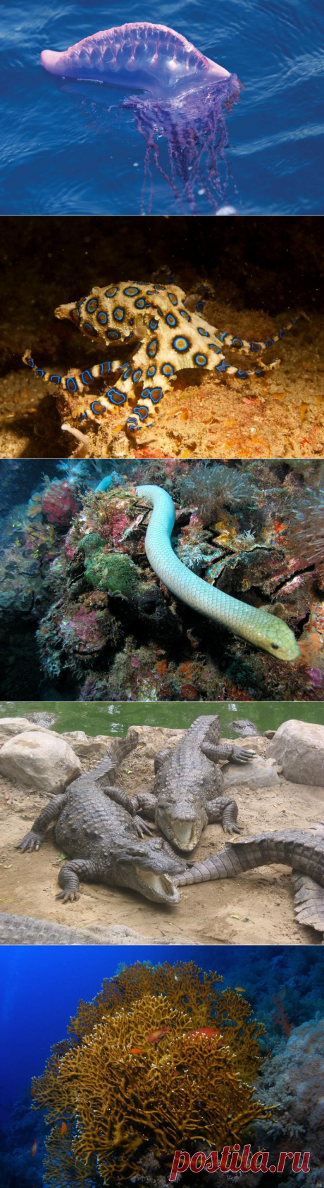 10 самых опасных морских тварей