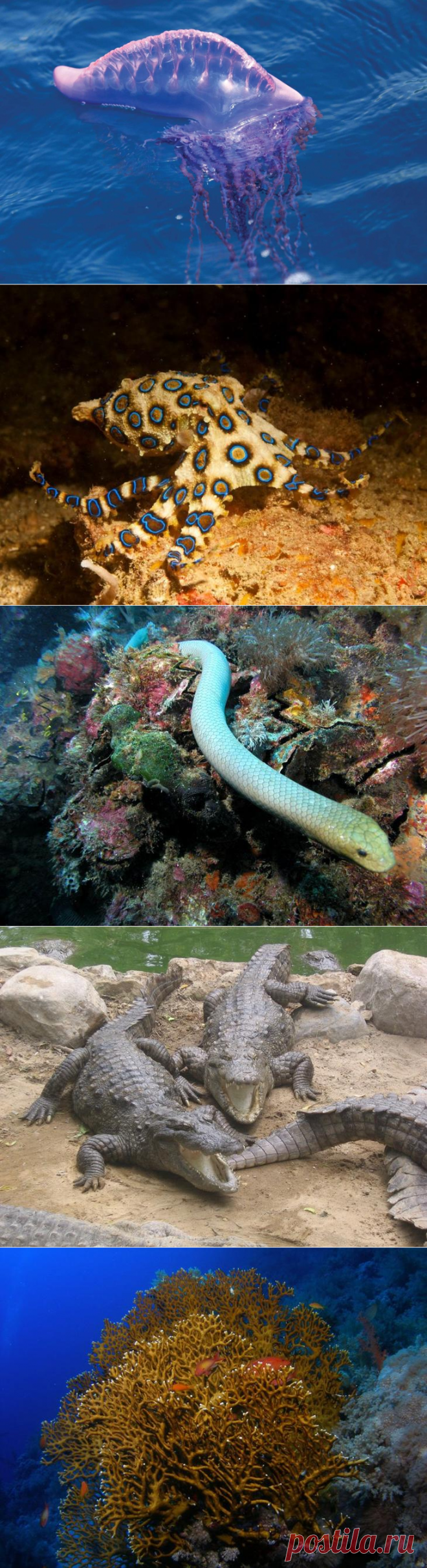 10 самых опасных морских тварей