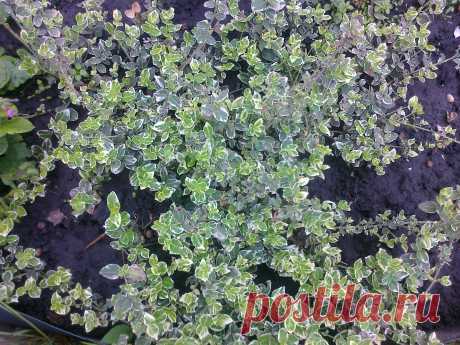 Бересклет Форчуна «Эмеральд Гаити» (Euonymus fortunei «Emerald Gaiety»)