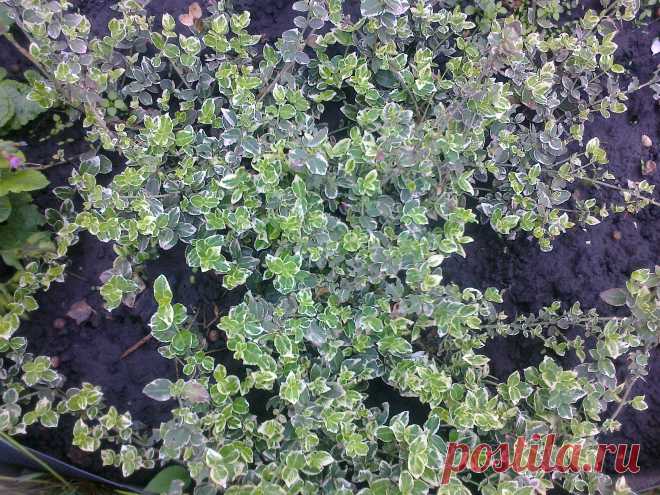 Бересклет Форчуна «Эмеральд Гаити» (Euonymus fortunei «Emerald Gaiety»)