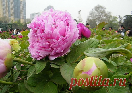 КИТАЙСКИЕ ПИОНЫ | Самоцветик