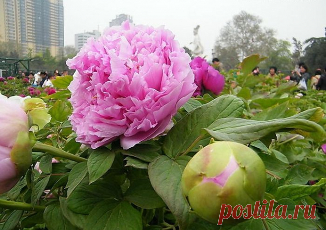 КИТАЙСКИЕ ПИОНЫ | Самоцветик