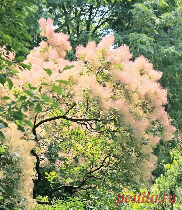 Декоративные кустарники для "ленивого сада" / декоративные деревья и кустарники / 7dach.ru