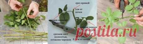 Черенкование роз (совет от Нины Соловьевой)
