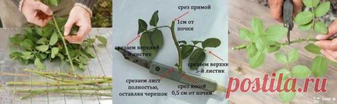 Черенкование роз (совет от Нины Соловьевой)