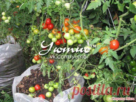 Технология выращивания помидоров (томатов) в мешках .
