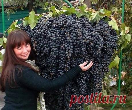 (2) Одноклассники