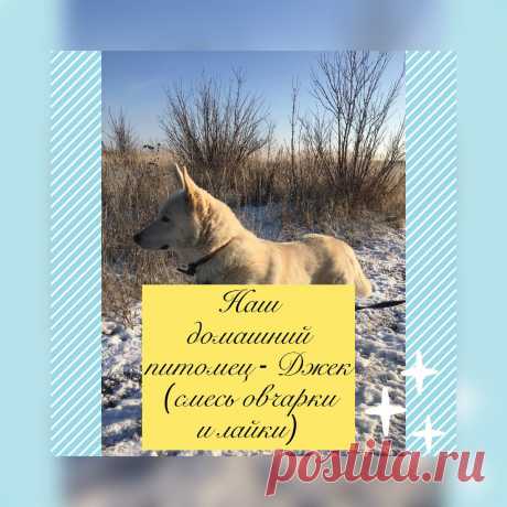 Счастье в своём доме будет неполным без домашнего питомца. Сегодня я знакомлю Вас с нашим благородным Джеком (смесь овчарки и лайки). Глядя на него, повышается уровень гормонов счастья, что выражается в проявлении наших человеческих чувств... Спасибо Вам за то, что читаете и смотрите «Миллиард оттенков счастья», подписываетесь на канал и ставите лайки! | Миллиард оттенков счастья | Яндекс Дзен