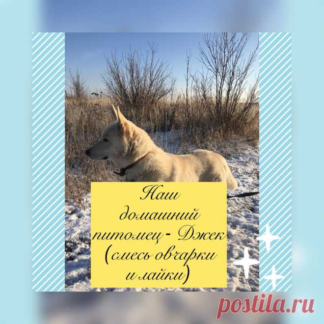 Счастье в своём доме будет неполным без домашнего питомца. Сегодня я знакомлю Вас с нашим благородным Джеком (смесь овчарки и лайки). Глядя на него, повышается уровень гормонов счастья, что выражается в проявлении наших человеческих чувств... Спасибо Вам за то, что читаете и смотрите «Миллиард оттенков счастья», подписываетесь на канал и ставите лайки! | Миллиард оттенков счастья | Яндекс Дзен