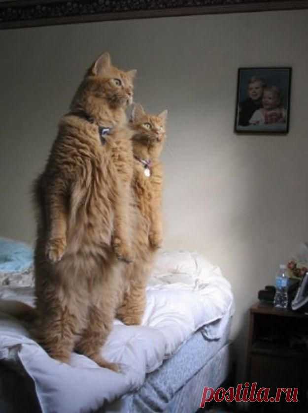 how the cats watch birds out the window. | Flickr - Photo Sharing!