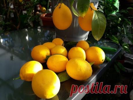 Лимон Мейер. Как из покупного саженца вырастить полноценное плодоносящее деревце