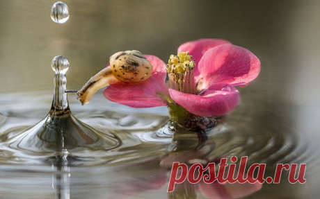 &gt;&gt; Животные в фотографиях | ФОТО НОВОСТИ
