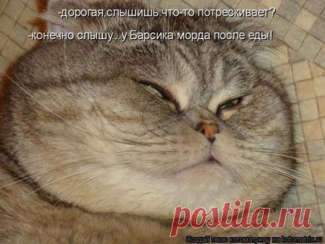 Лучшие котоматрицы недели | Удивительный мир