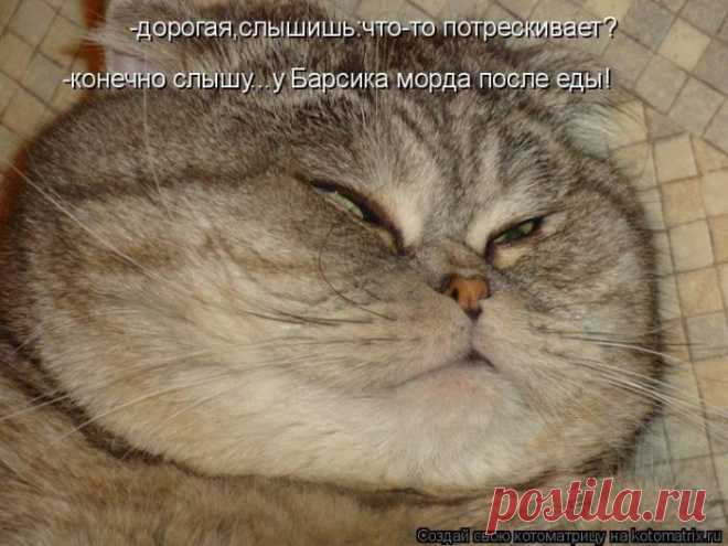 Лучшие котоматрицы недели | Удивительный мир