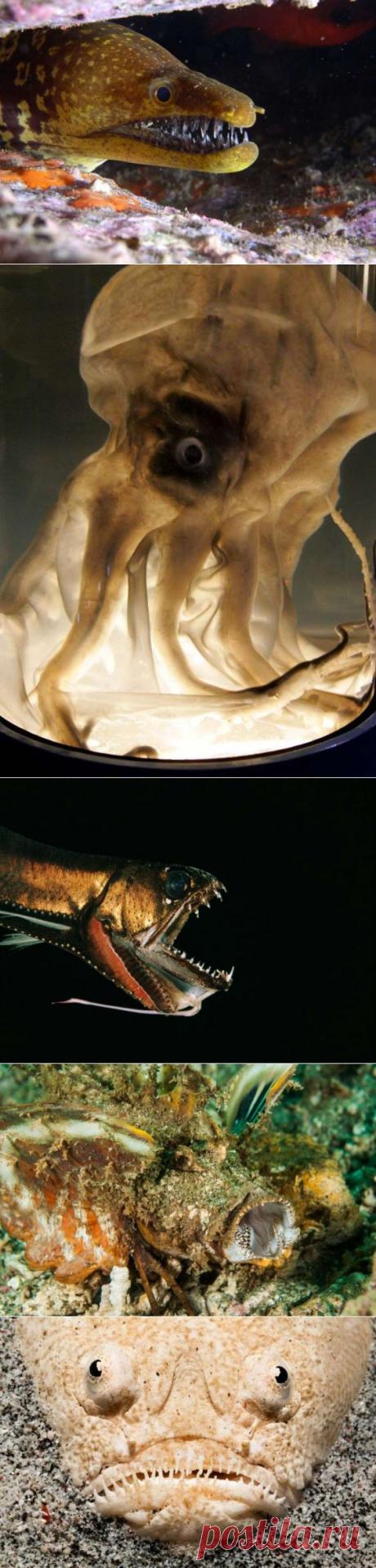 Морские существа с внешностью, внушающей ужас — Наука и жизнь