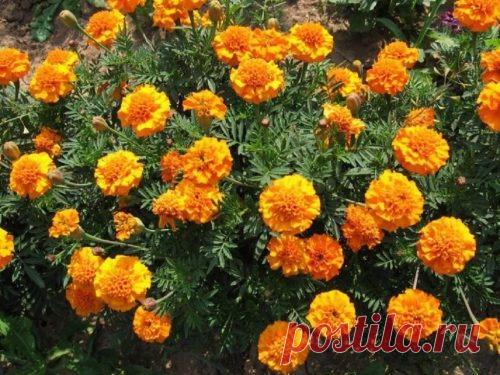 КОГДА САЖАТЬ БАРХАТЦЫ ПРИ ВЫРАЩИВАНИИ ИЗ СЕМЯН