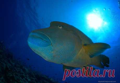 Заметки дайвера - Palau. Blue Corner. Fishes.