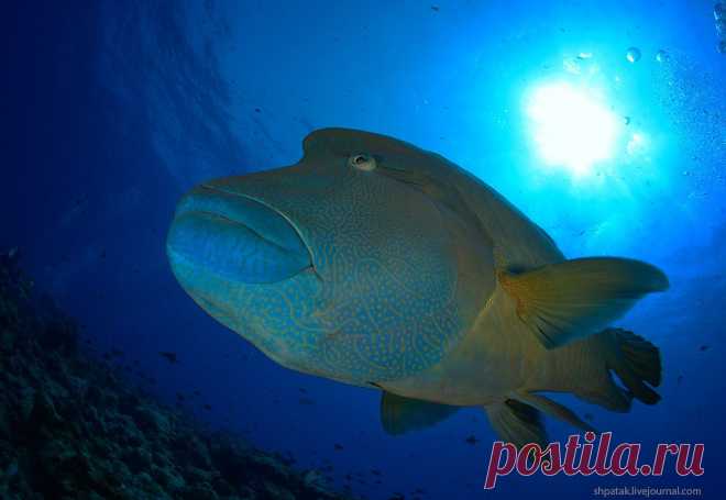 Заметки дайвера - Palau. Blue Corner. Fishes.