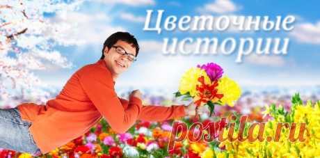 Цветочные истории
