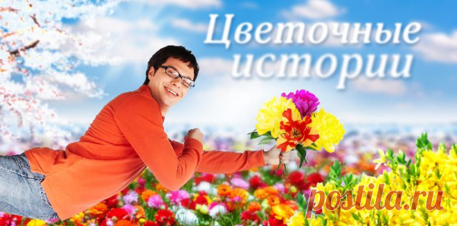 Цветочные истории