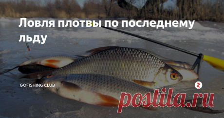 Ловля плотвы по последнему льду Когда приходит весеннее потепление, а на толстом льду возникают первые трещины – активность всех подводных жителей стремительно растёт. Рыба уходит из места зимних стоянок к более мелководным участкам в поисках тепла и кислорода. Также активизируется её корм, а именно разные жучки, рачки и насекомые. В такое время, большие стаи многих видов рыб встречаются возле ручьев и на мелководье с обильной р