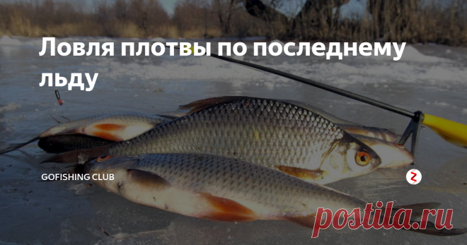 Ловля плотвы по последнему льду Когда приходит весеннее потепление, а на толстом льду возникают первые трещины – активность всех подводных жителей стремительно растёт. Рыба уходит из места зимних стоянок к более мелководным участкам в поисках тепла и кислорода. Также активизируется её корм, а именно разные жучки, рачки и насекомые. В такое время, большие стаи многих видов рыб встречаются возле ручьев и на мелководье с обильной р