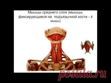 Мышцы шеи. Фасции шеи. Топография шеи