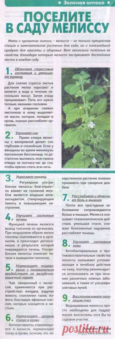 Мелисса - лечебные свойства