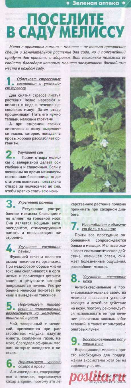 Мелисса - лечебные свойства
