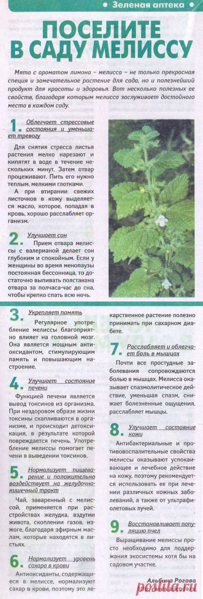 Мелисса - лечебные свойства