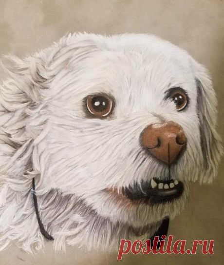 Buddy Pet portrait challenge, September 2018, Buddy, Rebecca McFall, beginner category 9x9 suede matboard, prismacolor