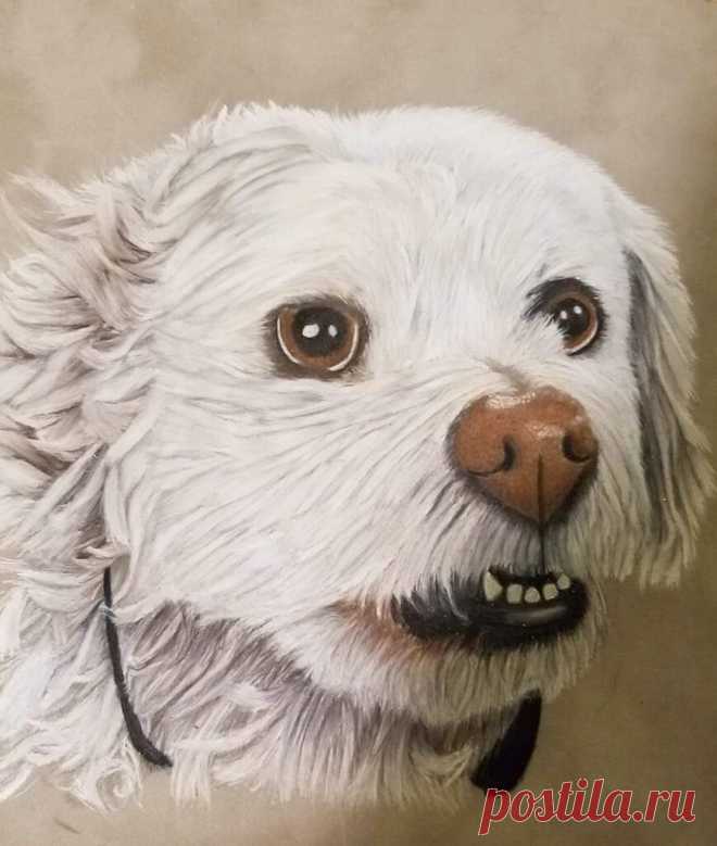 Buddy Pet portrait challenge, September 2018, Buddy, Rebecca McFall, beginner category 9x9 suede matboard, prismacolor