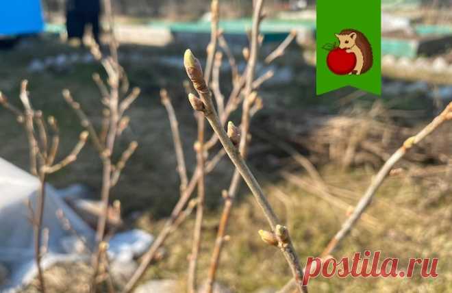 Смородина проснулась: 4 обязательные процедуры в период набухания почек, чтобы урожай был великолепным | садоёж | Дзен
