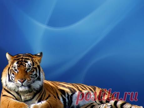 wallpapers_cats_290.jpg (1024×768)