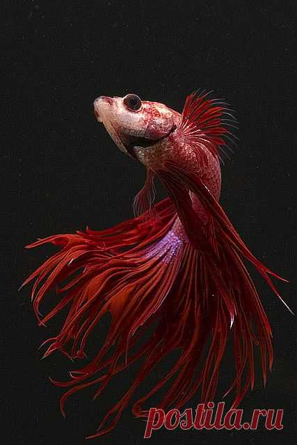 gorgeous | красные волны