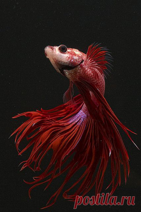 gorgeous | хризантема